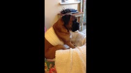 Boxer Dog drowsy after medication