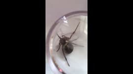 False widow