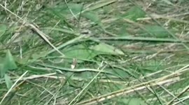 Glow Worm in the Wild goes bright Green