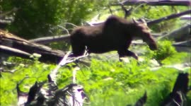 Moose walking across dead trees in Yellowstone