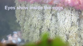 More of the octopus with eggs