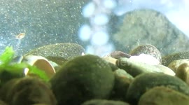 Baby octopus in slow motion