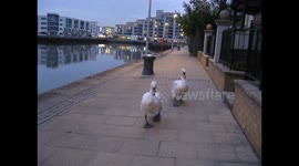 Beware of pecking swans!