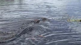 Following a female Alligator in the swamps of Everglades