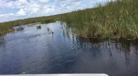 Riding in the swamps of Everglades / Florida