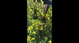 Bee's collecting