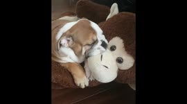 Bulldog puppy suckles on her monkey chair before taking naps