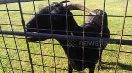Feeding a random goat a carrot