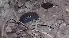 Wood Lice close up footage woodlouse