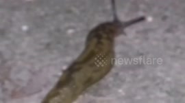 Yellow Slug Large cellar slug