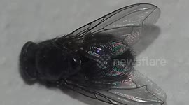 House Fly close up Footage