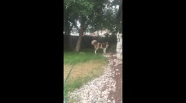 Saint Bernard running in slow motion