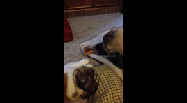 Saint Bernard puppy playing with big sister Mastiff