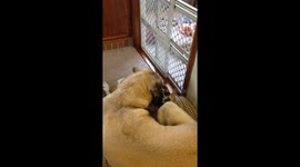 English Mastiff teaching Saint bernard puppy not to eat her tail