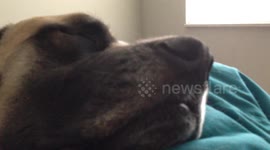 Mastiff Sleeping snoring dreaming