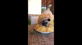 Meet the pug who loves spaghetti