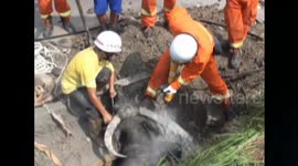 Firefighters rescue pregnant buffalo trapped in a well