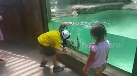 Otters mimicking children through the glass of their enclosure