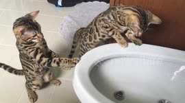 Adorable Bengal Cats play with 'fountain' in toilet
