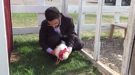Man rotates a rooster to find they have amazing 'head stability'