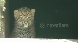 Adorable new-born amur leopard cubs come out of their den