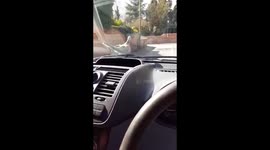 This dove can actually 'surf' on moving cars