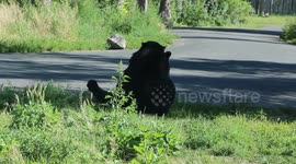 Bear Sighting - What the heck is that bear doing?