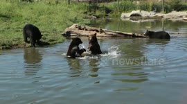 Bears cool off in water on a hot day
