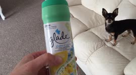 Chihuahua puppy going mad for the shake n vac!!