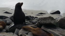 Male sea lion 'protects' mother and baby from people