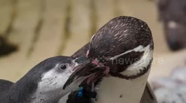 Baby penguin bothers mum and begs for food