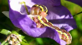 Watching a caterpillar eat is strangely compelling