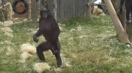 Agitated bonobos 'going ape' in their enclosure