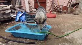 Husky try to swim in a small bucket and after go to a smaller bucket, FAIL!
