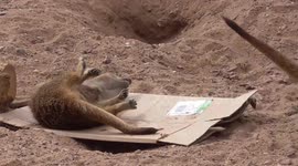 It's amazing how much fun a meerkat can have with a cardboard box