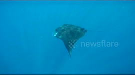 Close encounter with a massive manta ray in the ocean