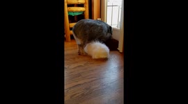 House pig uses a rabbit to scratch its belly