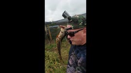 Feeding Sushi to a very large alligator