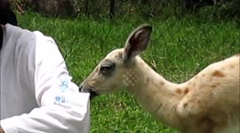 Leucistic baby impala likes to chew on clothes