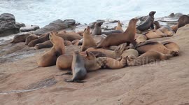 Active Sea Lion Harem with Chase