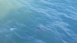 Shark Swims By The Pier in Surfside Beach SC