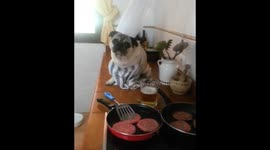 Pugandcat : Cheeseburger in Paradise