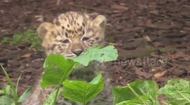 Adorable newborn leopard cubs play together in enclosure