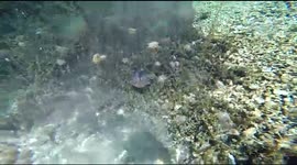 Diving With The Jellyfishes