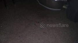 Dog Kills Copperhead Snake (Warning: Graphic Images)
