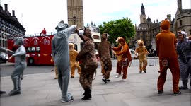 Flash mob animals