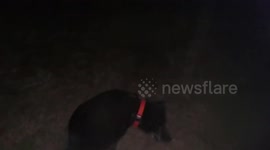 Dog kills copperhead snake