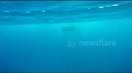 DUPLICATE Close encounter with a massive manta ray in the ocean