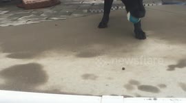 Dog moves ball closer for owner to throw it