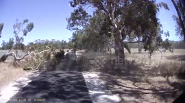 Dashcam captures tree falling onto road, blocking car